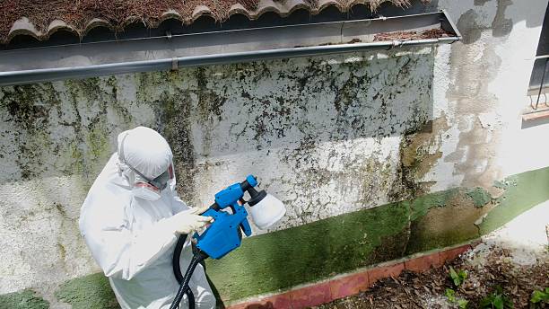 Top rated local Mold Removal specialists in Edgewood, FL